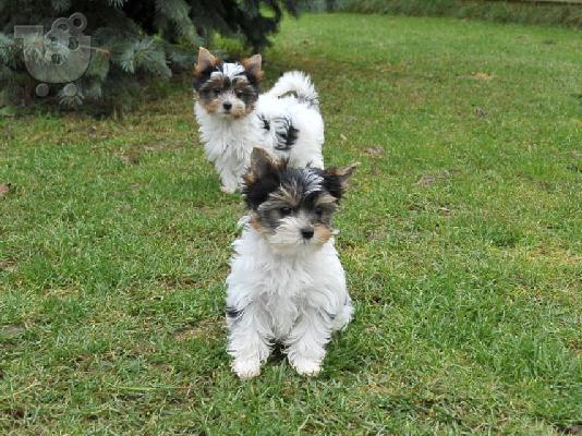 yorkshire τεριέ κουτάβια ηλικίας 16 εβδομάδων.